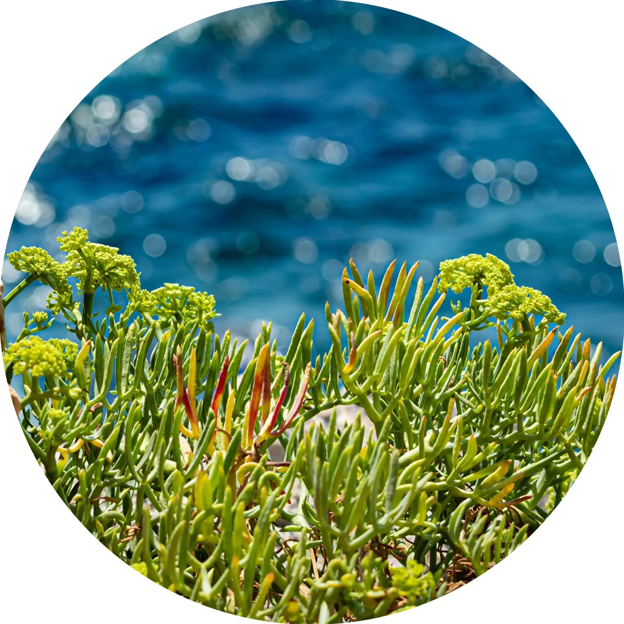 LIVING LIBATIONS - Sea Fennel Essential Oil